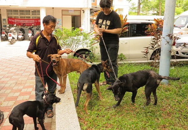 家裡母狗一次生下11隻小狗,雖然僅有3隻存活,曾慶興還是趕緊帶去結紮。 蕭士塔/攝