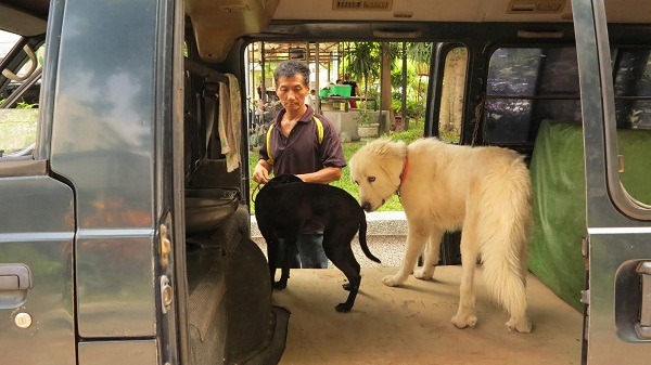 和大型品種狗相比,曾慶興說還是米克斯好養許多。 蕭士塔/攝