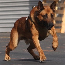 逼退歹徒的警犬Edo