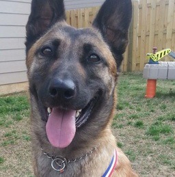 英勇救人重傷的軍犬Layka