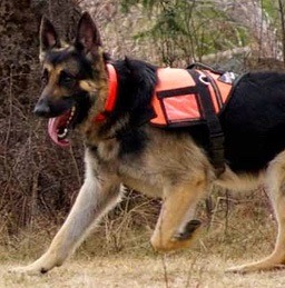 率隊救人的搜救犬Kobuk