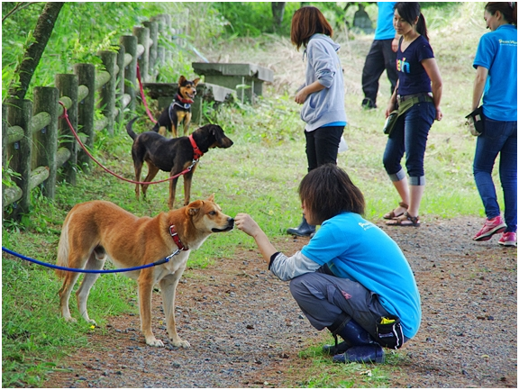 訓練師們耐心教導狗兒接納人類。  取自Pet LIVES