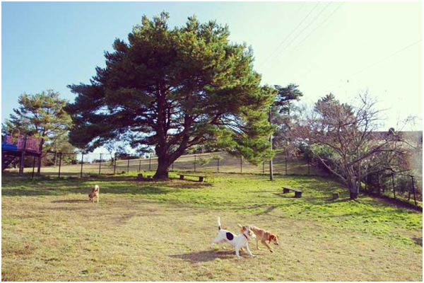 日本和平汪汪的運動場，這裡的犬舍及戶外空間都非常充足。 取自JAMMIN