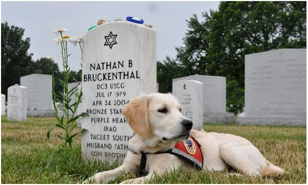 被命名為「內森（Nathan）」的這隻服務犬， 是為了紀念榮譽殉國的海岸衛兵內森•布肯薩爾（Nathan Bruckenthal）。 取自newyork.cbslocal.com