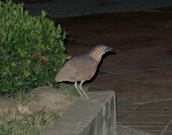 很多人夜間在公園驚見黑冠麻鷺，都被嚇一跳。 蕭士塔/攝