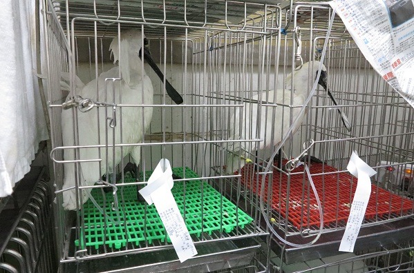 日前送醫的黑面琵鷺有一隻因感染禽流感而被撲殺。　蕭士塔/攝