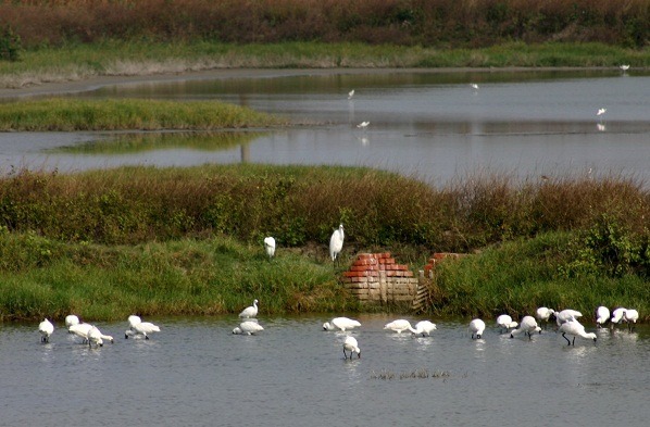 台南市面積廣大的魚塭食物來源吸引黑面琵鷺來台度冬。　蕭士塔/攝