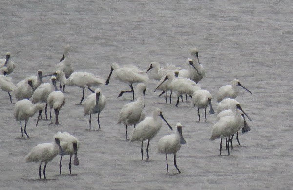 很多民眾第一次賞鳥的經驗，就是到台南觀賞黑面琵鷺。蕭士塔/攝