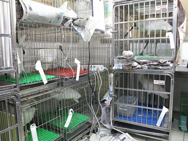 疑似內毒桿菌中毒的7隻黑面琵鷺都在台南慈愛動物醫院治療。 蕭士塔/攝