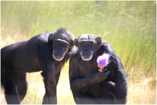 看到舉著、抱著鮮艷髮色巨魔娃娃的黑猩猩，是否覺得突兀?或是有趣? 取自黑猩猩西北保護區
