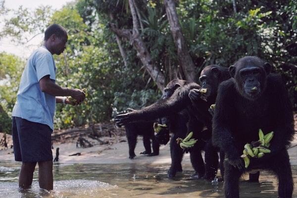 曾被美國紐約血液中心NYBC用來做動物實驗的66隻黑猩猩，遭到棄養。　取自網路