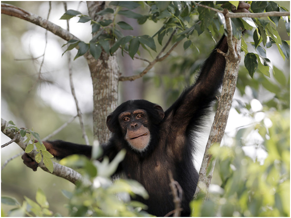 一隻 黑猩猩坐在黑猩猩天堂(Chimp Heaven)裡的樹上。 取自www.npr.org