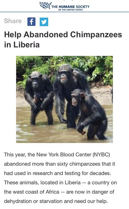 美國人道協會為救援利比亞黑猩猩，發起勸募和募資行動。　取自網路