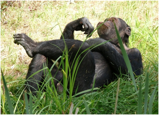 「我醉了………」研究顯示黑猩猩不僅會喝棕櫚酒，而且願意為它繞道而行。　取自Pixabay.com