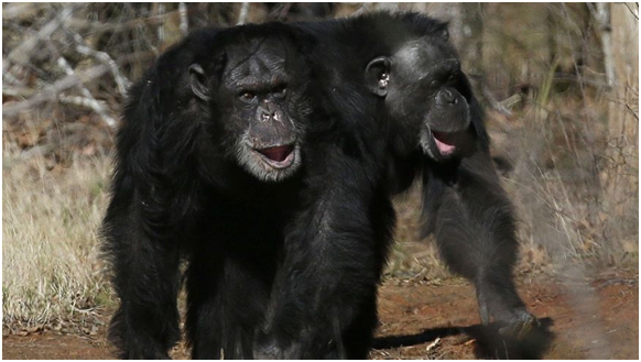 路易斯安納州的季斯威爾(Keithville)黑猩猩天堂。 取自網路