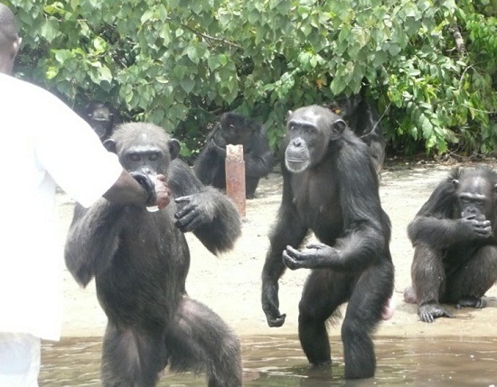 散居在6座島上的66隻黑猩猩，完全仰賴保育員提供飲水和食物。　取自網路