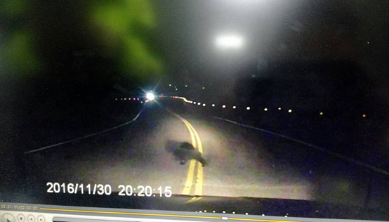 台灣黑熊的3個身影（一大二小）迅速穿越馬路。被行車紀錄器全都錄！取自雷夢臉書照片