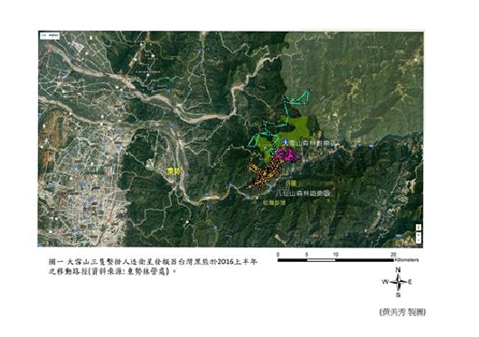 大雪山3隻繫掛人造衛星發報器的台灣黑熊於2016年上半年移動路徑。黃美秀/提供