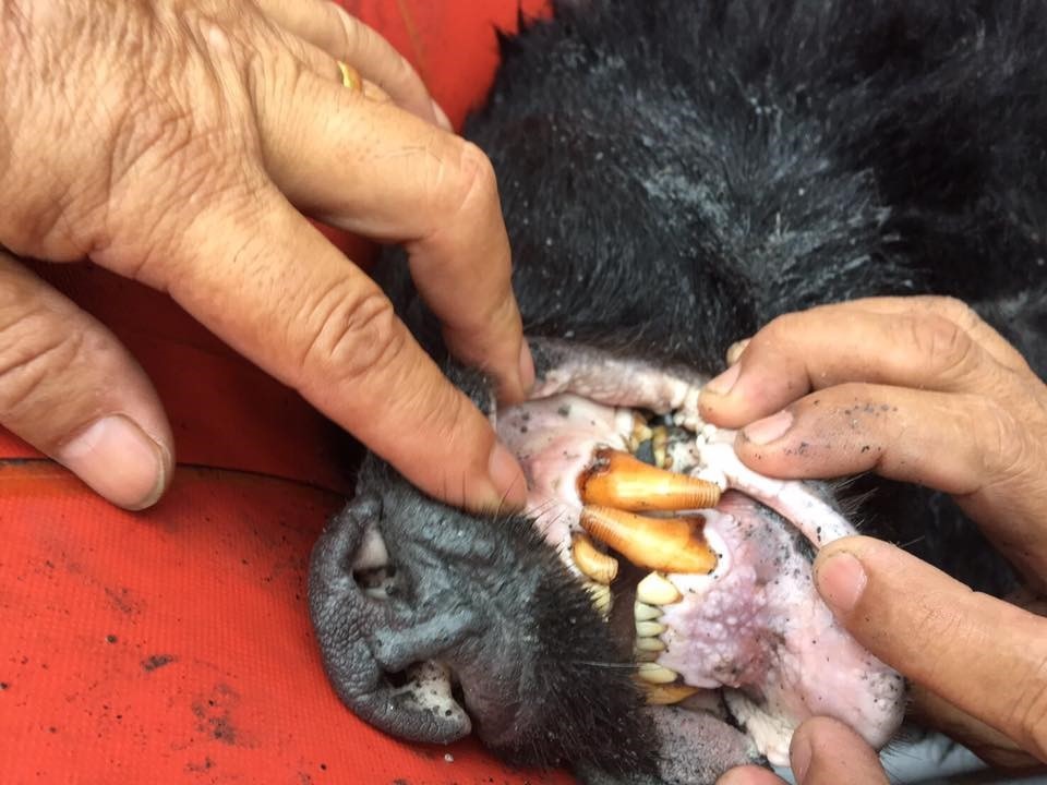 牙齒齒式完好度判定此熊應為青壯年期，初估約10歲齡。黃美秀／提供