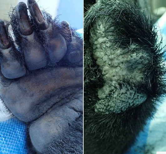 左圖：右前肢第五趾斷趾。右圖：左前肢整個斷掌。黃美秀／提供