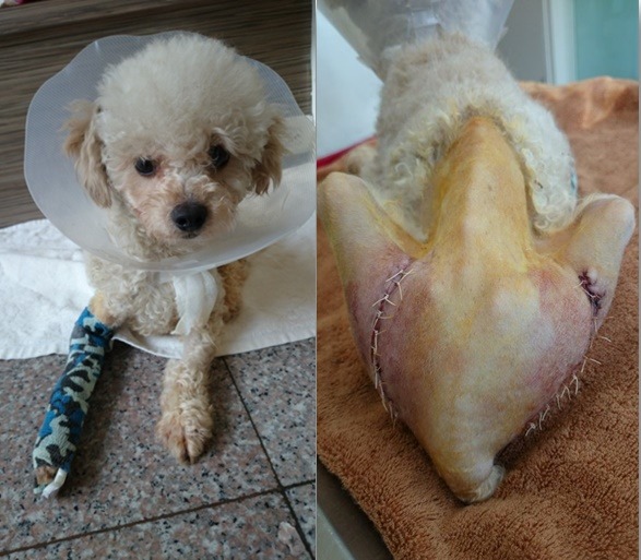 車禍造成骨盆和前肢斷裂的「Hero」，因飼主不願醫治被丟進收容所，牠是毛臉臉中途最久的一隻狗，醫治期間長達半年。林靚/提供