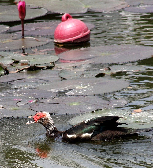 公園水池、工業區滯洪池常見黑色紅面鴨覓食戲水。    蕭士塔/攝
