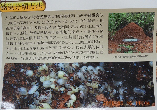 高高隆起的蟻丘，可千萬不能去搗動，以免引動紅火蟻大軍。台北市動保處/提供