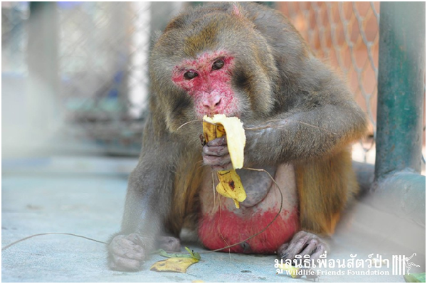 看著品嚐自由滋味和香蕉的喬，不免令人想到，世界上還有多少被人遺忘的困居野生動物? 取自WFFT