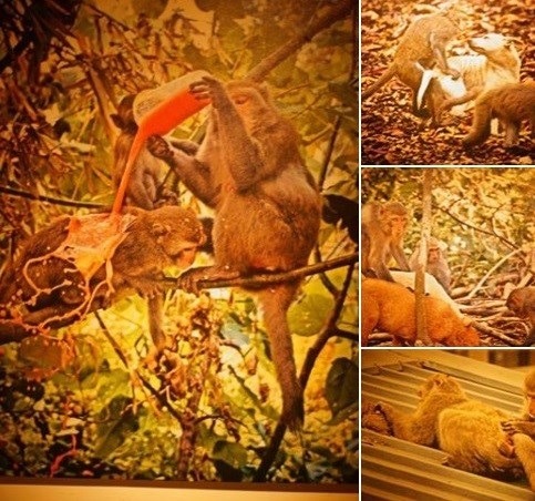 被迫在壽山上生活的浪犬,與台灣獼猴也有許多互動,被胡雲鵬一一攝入鏡頭。瑭芯翻拍