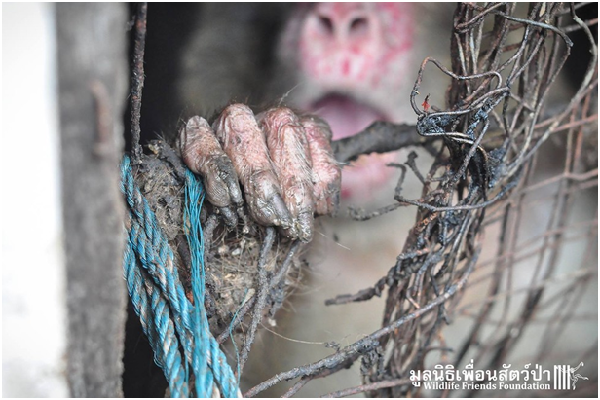 洞內幾乎是一片漆黑，只有透過正面鐵絲網穿入的一些陽光，能溫暖喬的心。取自WFFT