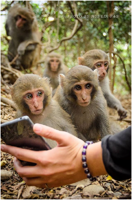 有如好奇小朋友的壽山可愛小幼猴。  包惠玲/提供