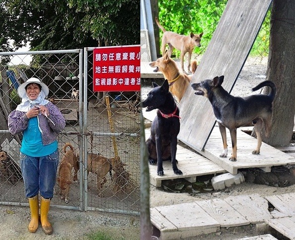 侯媽媽病了，已無力再獨自照顧「侯媽媽狗場」。許森茂/攝