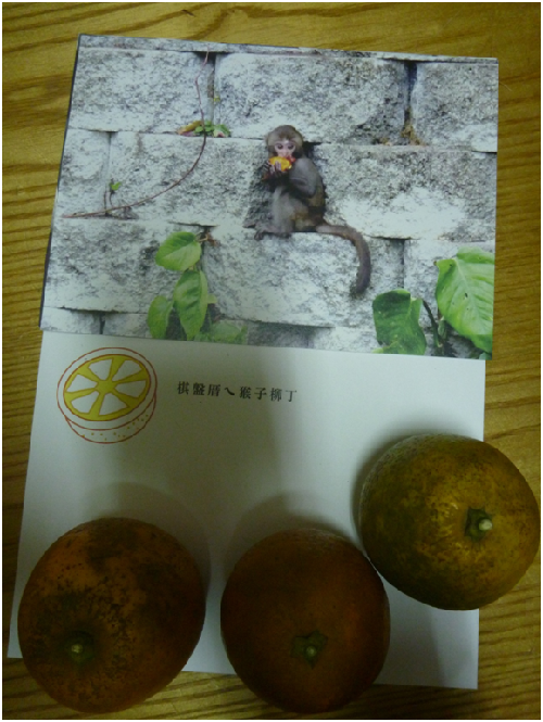 每箱寄送出去的柳丁還附上自印的猴子吃柳丁明信片。   瑭芯/攝
