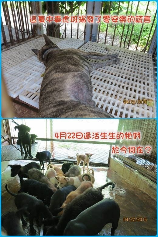 「流浪動物花園」義工、中正大學副教授陳光輝在悶死案發生後，比對自己在22日拍攝的民雄收容所狗隻照片，無比沈痛。 取自「Rose的流浪動物花園」