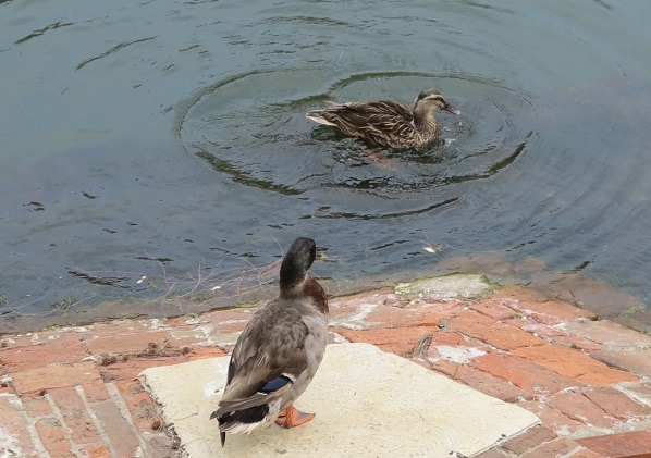 護城河曾飼養近十隻綠頭鴨，如今只剩下兩隻。 蕭士塔/攝
