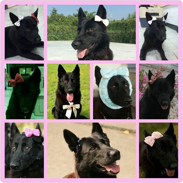 當搜救犬凱莉變身為凱莉公主時，蝴蝶結成了不可少的裝扮！( 小編納悶，領犬員從那兒翻找出那麼多各式各樣的蝴蝶結？)  周聰吉/提供