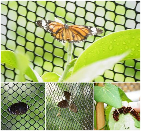 認識蝴蝶和相關植物,培養關懷及愛護生態的觀念。上圖為稀有的黑脈樺斑蝶;右下圖為紅紋鳳蝶幼蟲。 瑭芯/攝