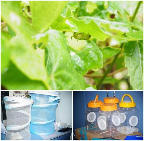 利用洗衣網改造成飼育網,廠商贈送飼養盒讓學生親自照料飼養,以觀察幼蟲成長變化過程並紀錄。 瑭芯/攝