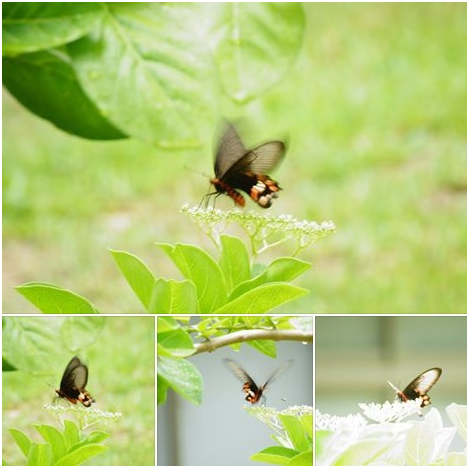 校園中美麗的紅紋鳳蝶翩翩飛舞,原來是因龍華國小有一座「蝴蝶園」。瑭芯/攝
