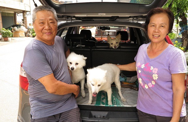 林展喜夫婦一大早就開著休旅車載著5隻狐狸狗，到防疫站打預防針。 蕭士塔/攝