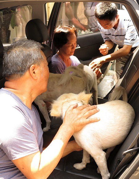 5隻狐狸狗的狂犬病注射，獸醫師特別到車服務。 蕭士塔/攝
