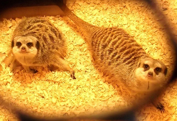 狐獴可愛的模樣引發人類愛憐，卻忘了牠們是野生動物。   蕭士塔/攝