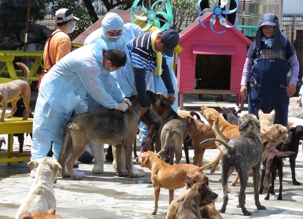 台南市動保處趁著施打狂犬病疫苗期間，默默完成民間狗場的清點工作。 蕭士塔/攝