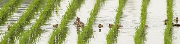 近年來部分花嘴鴨族群留在台灣繁殖並成為留鳥，在蘭陽平原的農田中可以看到母鴨帶小鴨的畫面。 宜蘭縣野鳥學會/ 提供