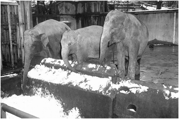 上野動物園的巨無霸、花子和英迪拉（由左到右）。 取自每日新聞
