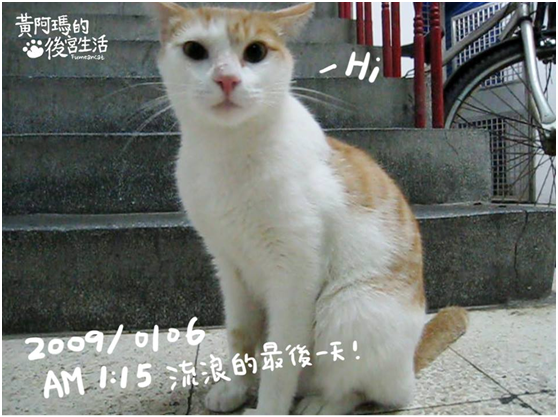 當年的送養文上這樣寫著「這貓酷酷跩跩的，但會撒嬌、不怕人，希望能為他找到一個家，不要再讓他在陽明山上吹風淋雨了(這邊很冷)。」    阿瑪的奴才／提供