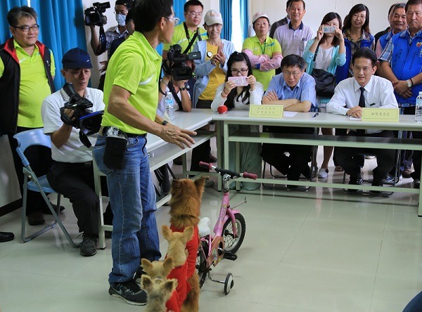 「有錢家族六小福」的表演，曾讓台北市長柯文哲看得津津有味，但就是這種不利於犬隻脊椎的直立行走的動作，遭到動保團體的非議。蕭士塔/攝
