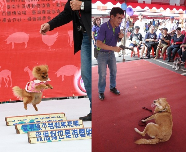 左圖:訓犬師黃連發不再帶著狗表演，小狗跳高的畫面已不復見，右圖而是示範講解如何調教家犬，讓寵物更聽話。蕭士塔/攝