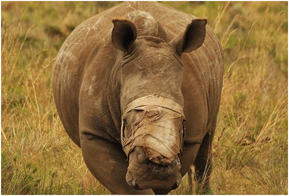 「希望」經歷多次手術，也幾度徘徊在鬼門關，但堅強的存活下來。