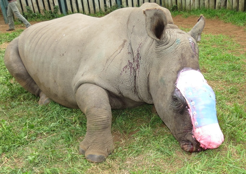 救援團隊將以幹細胞療法為「希望」治療，期盼替牠再造一張臉。